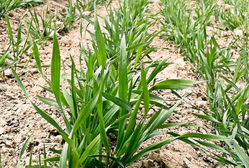 小麦追肥最佳时期什么时候,小麦追肥的正确方法