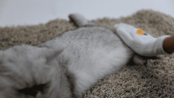 猫咪吃啥可以防止掉毛,猫咪掉毛很严重怎样解决