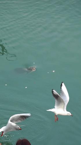 实拍合江门：成群肥硕大鱼聚集岸边，长江离鱼多成灾还有多远？