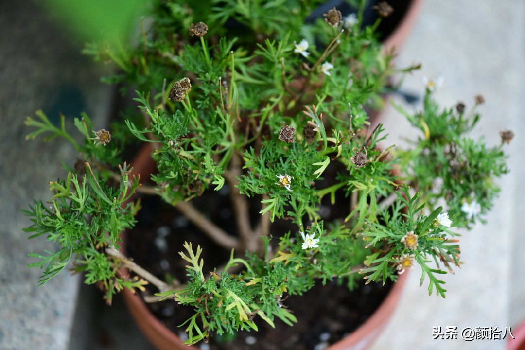 看到你的花园那么惨，我就安心了|园丁