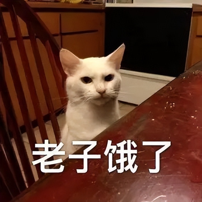 猫咪为什么早上突然不粘人了,猫咪早上特别黏人不给抱