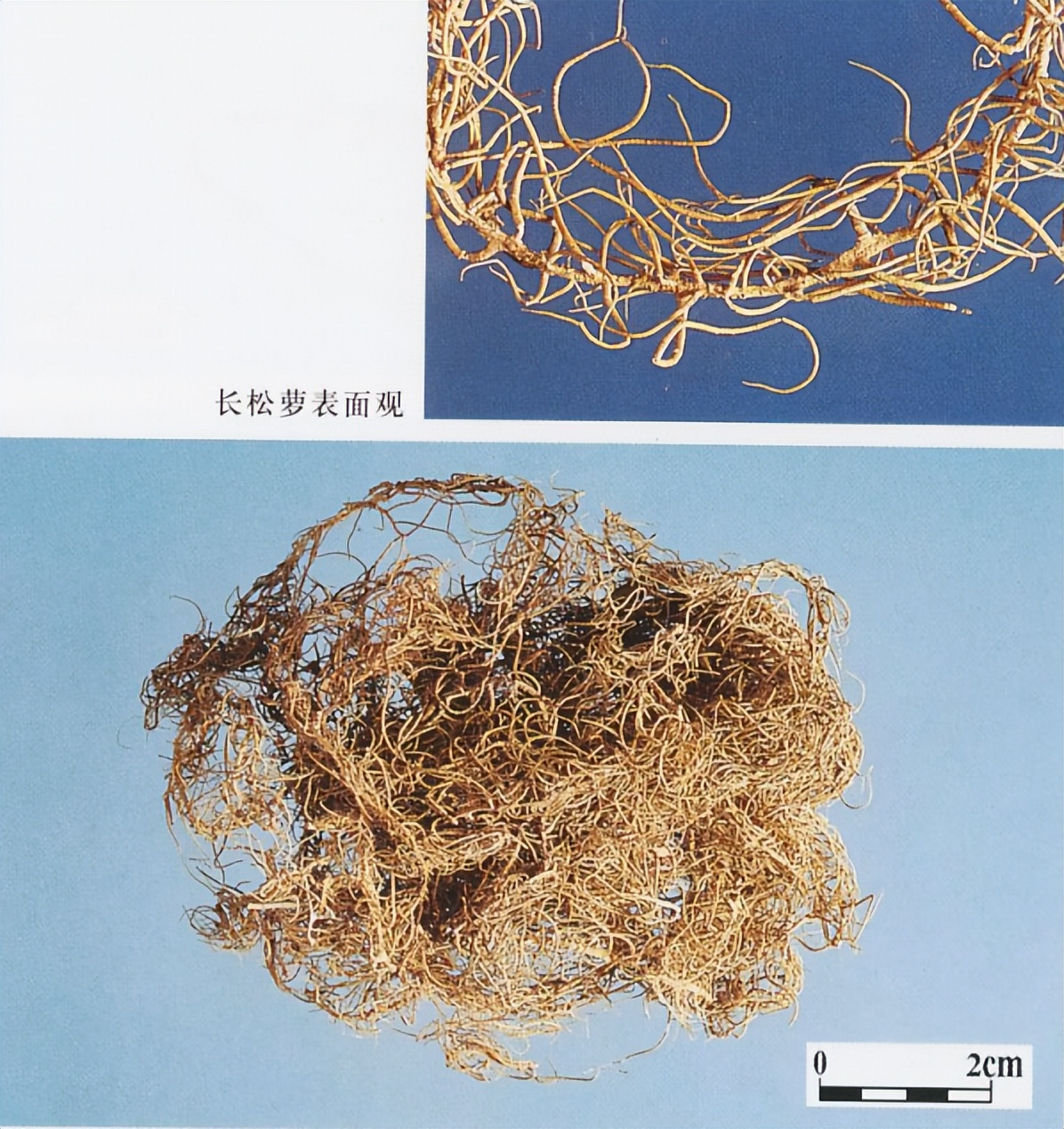 带你识别老君须、松萝