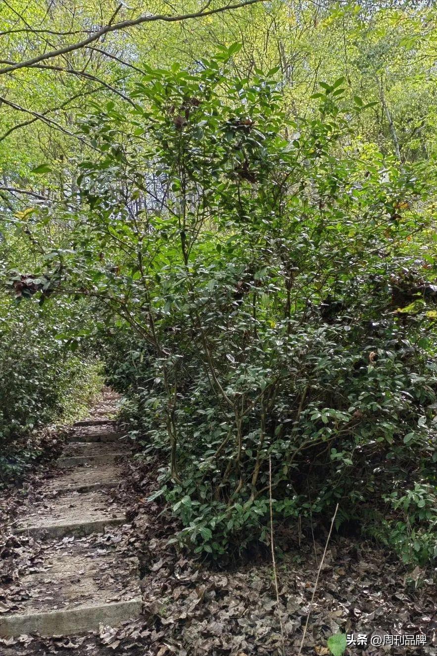 诸暨千年茶树王,走进古树茶王