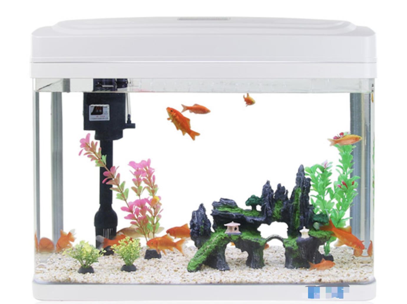 孔雀鱼养殖需要的设备,新手养孔雀鱼需要哪些设备