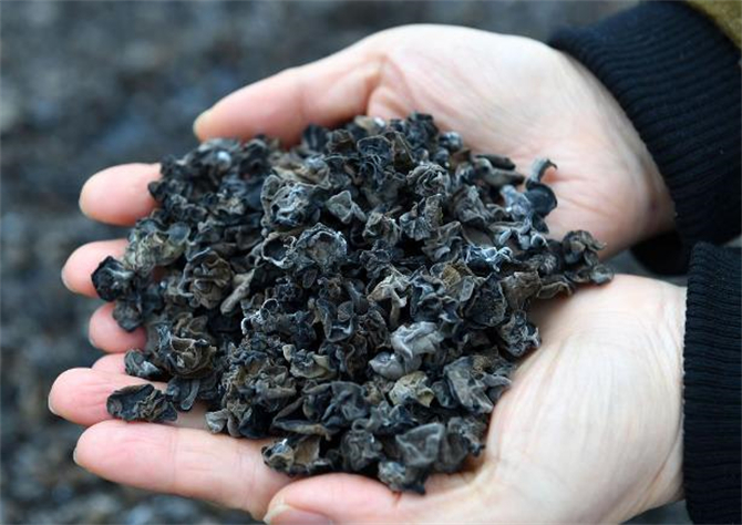 干木耳保质期内发霉能吃吗,干木耳过了保质期能吃么