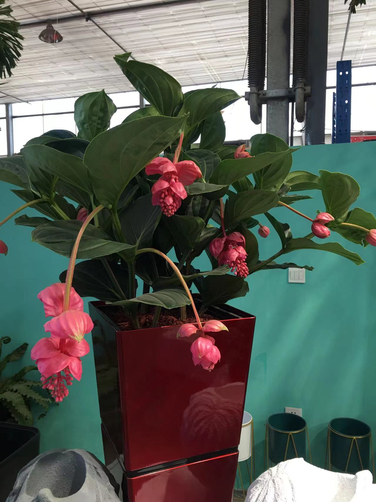 成都春天花卉市场哪里最便宜,成都温江区最便宜的花卉市场