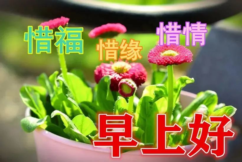 早上好图片最美温馨微信,微信问候早上好图片大全