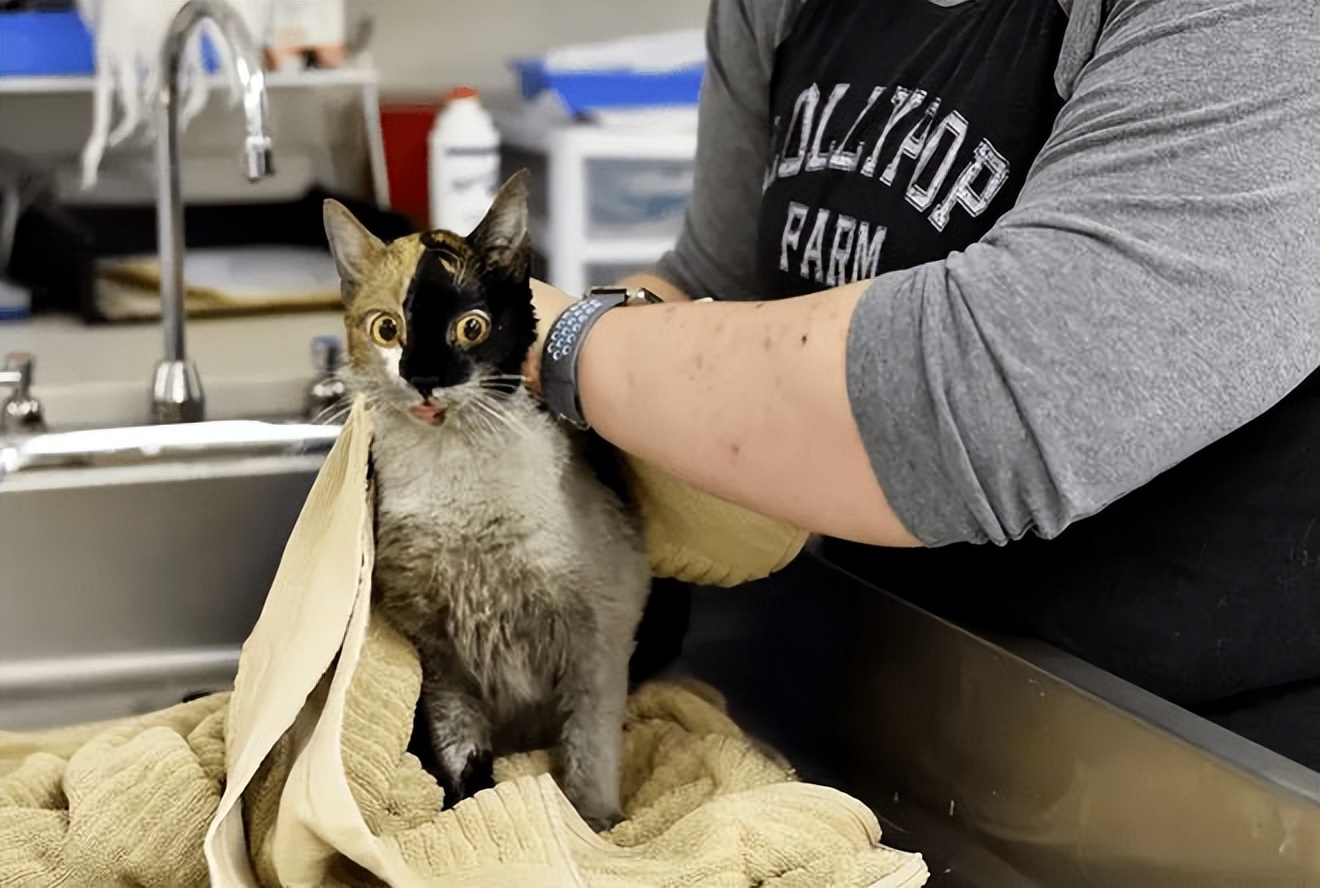 怀孕养猫怎么预防弓形虫,怀孕到底能不能养猫狗