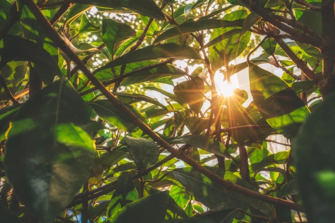 五月初夏诗词唯美,暮春初夏的唯美诗词