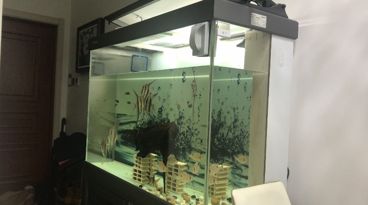 养鱼日记缸尾,养鱼日记底滤