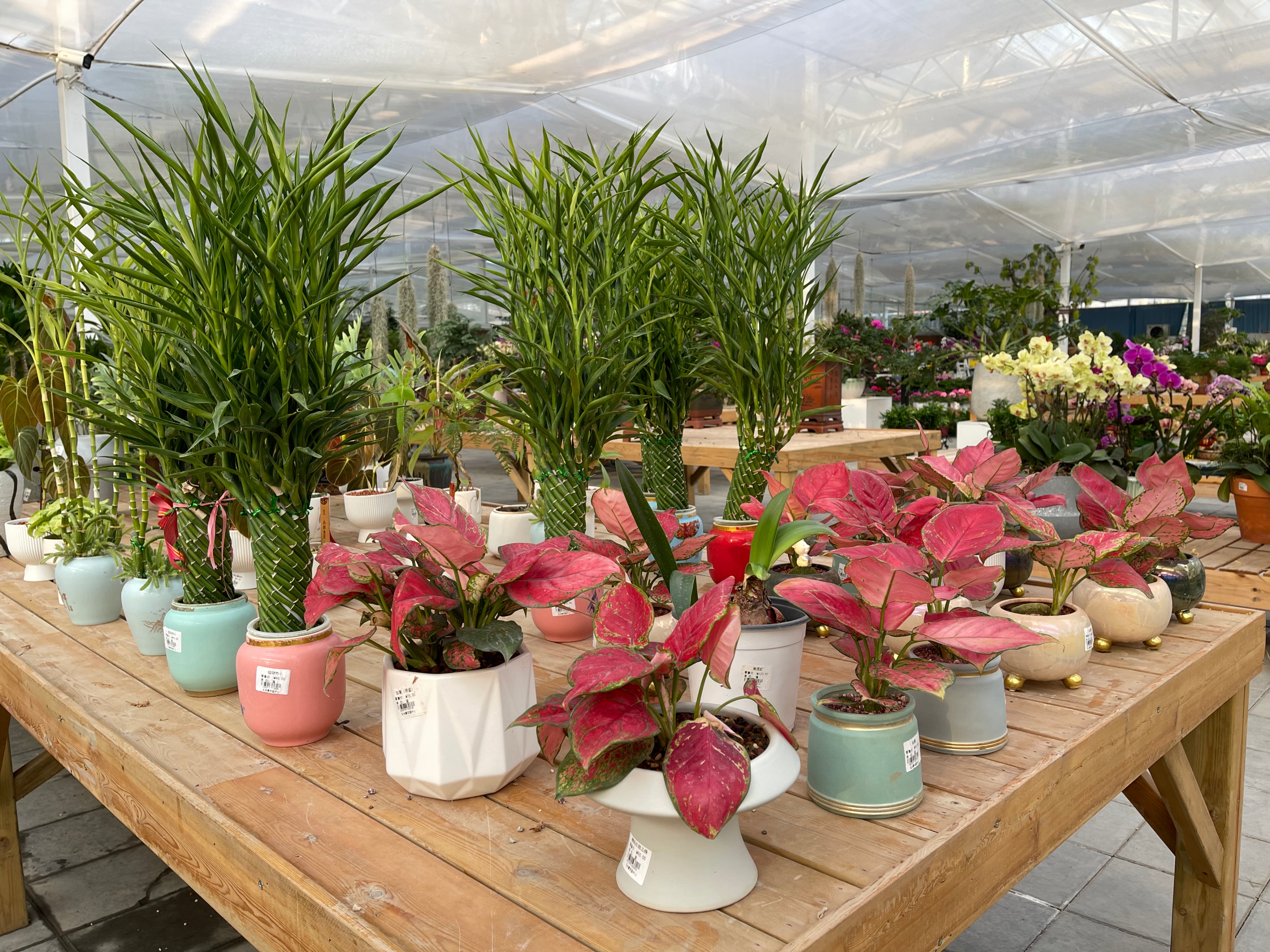 赏花、购花、娱乐，市民自家的小菜园，玉合赢花园中心挺棒