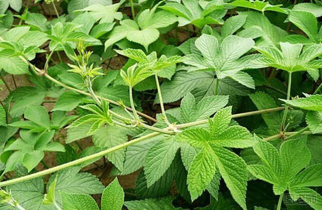 花园要打理得好先除杂草,春天草坪长杂草这样做除草更简单