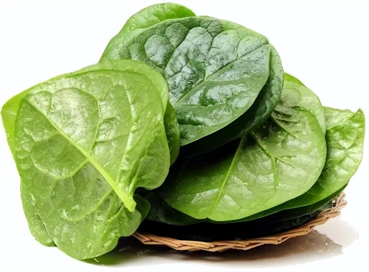 木耳菜能生吃的吗,木耳菜可以随便吃吗