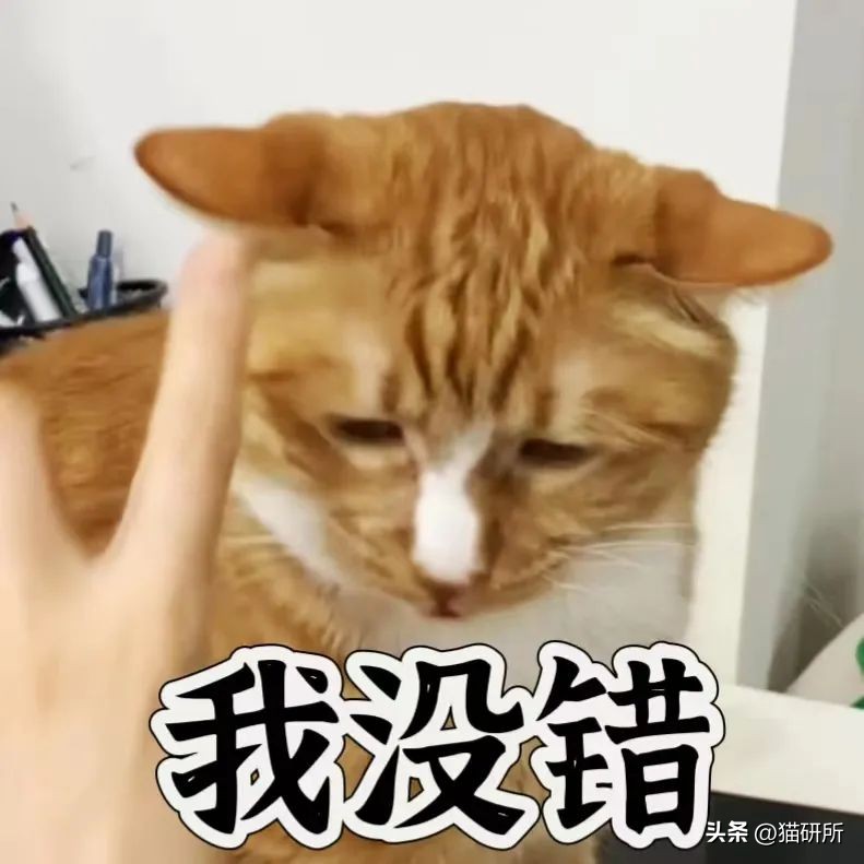 猫咪身上有个神奇的开关,猫咪身上的神秘开关
