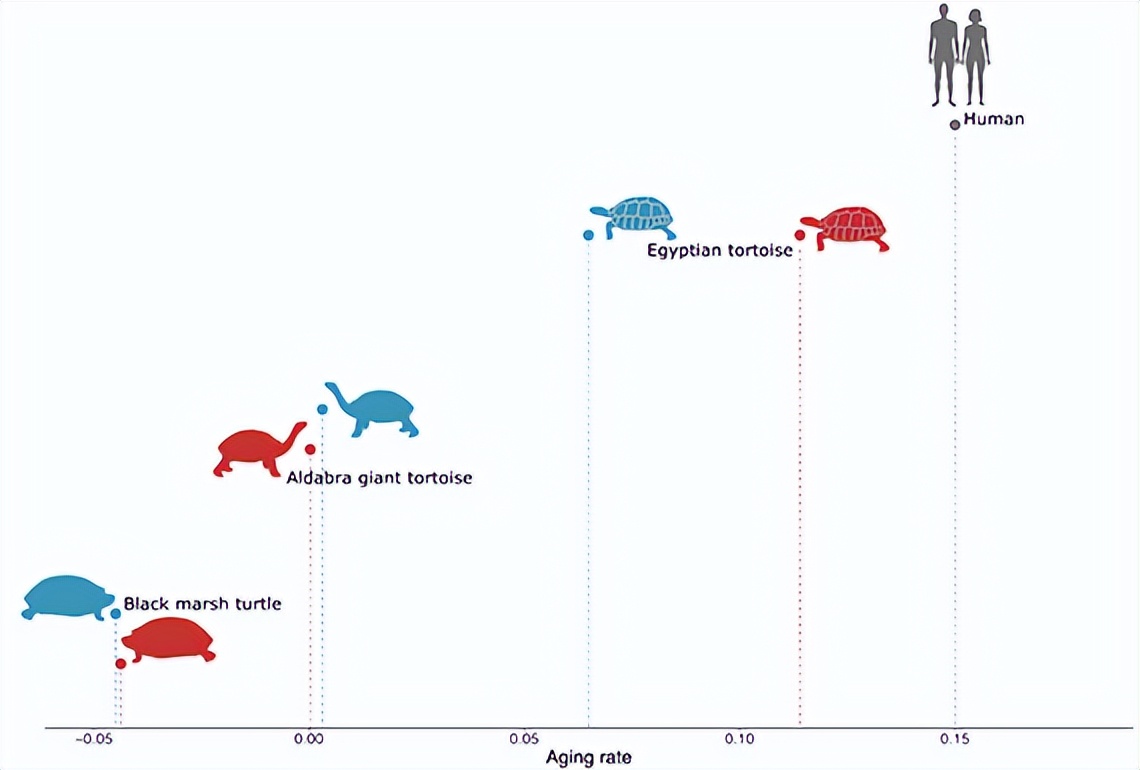 乌龟身体的大秘密,乌龟长寿的奥秘是新陈代谢慢