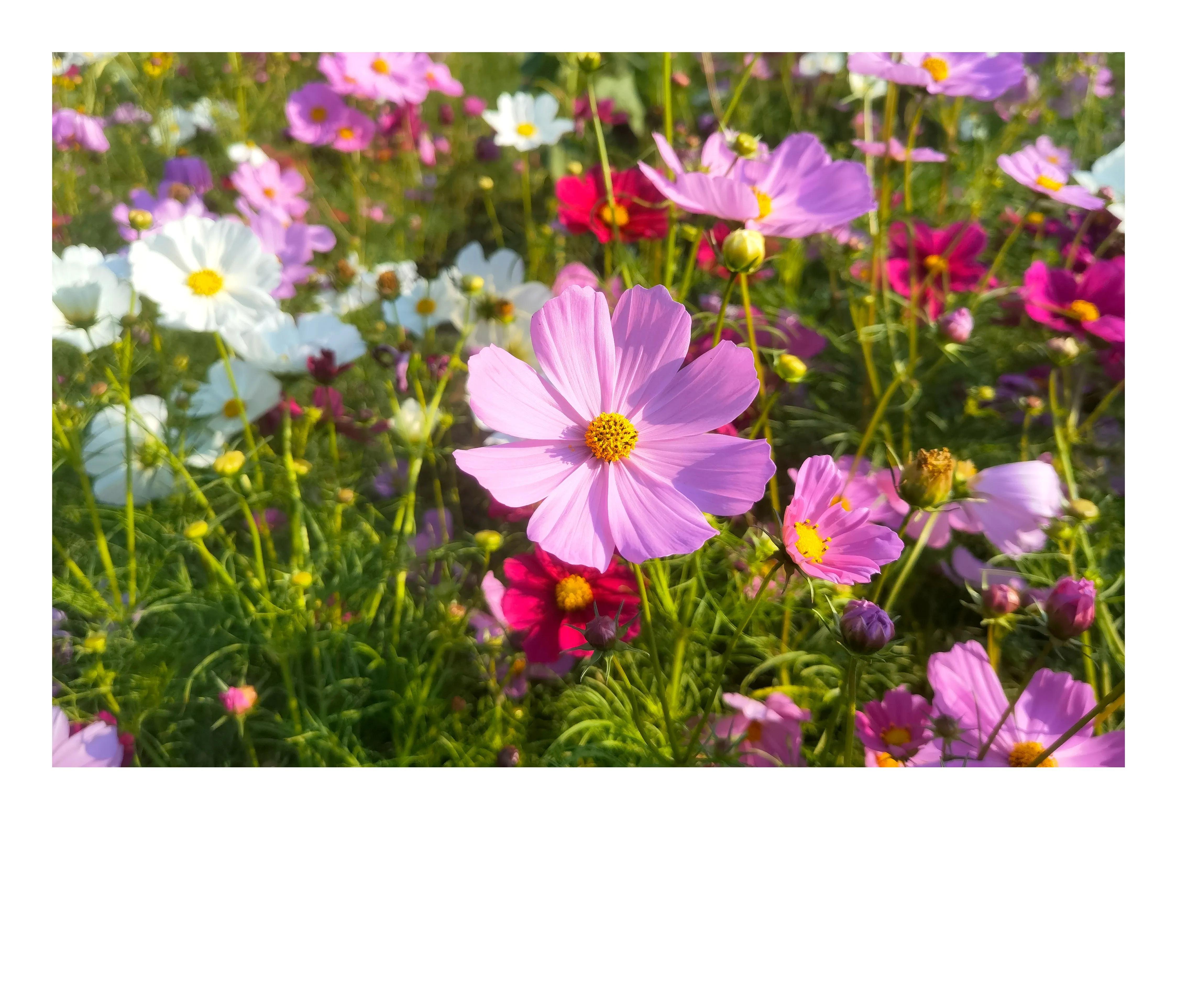 奥森公园里秋意图片,奥森公园的秋花也很漂亮