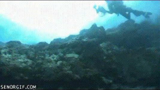 深海恐惧症最怕的100张图,深海恐惧症超长照片