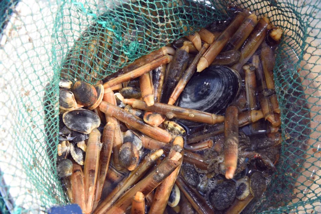 海边城市吃海鲜推荐,海边适合吃海鲜的小众城市