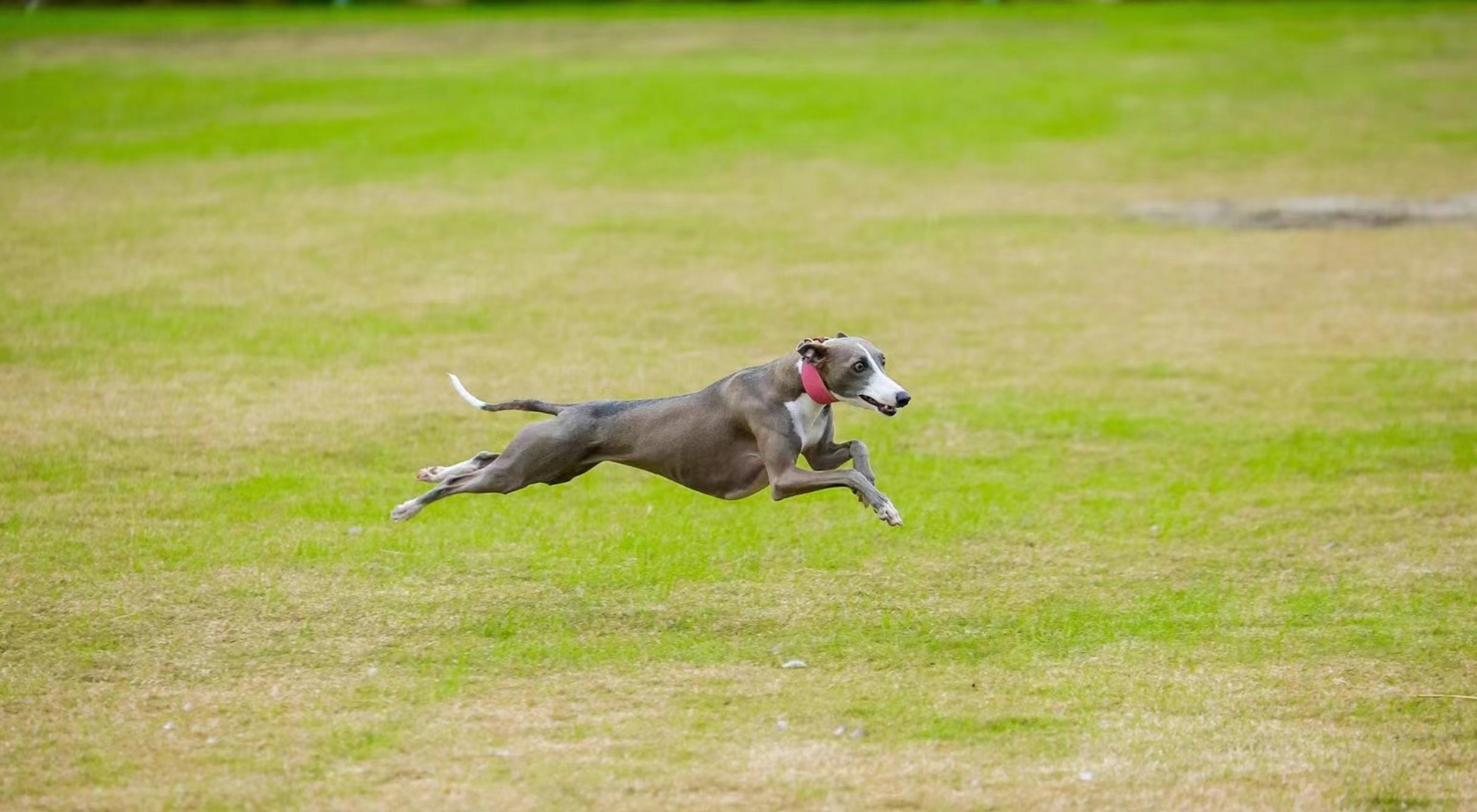 双11狗零食攻略,双11猫粮攻略