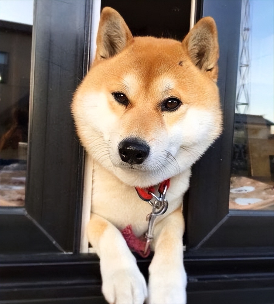 哪个品种的狗狗又好养又乖巧懂事,建议新手养的10种便宜狗狗不掉毛