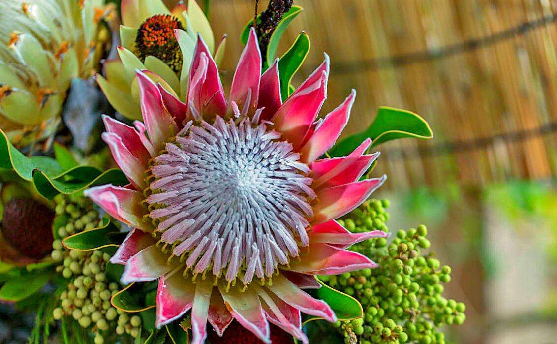 6种“霸王花”，开出来比脸盘大，许多人连见都没见过