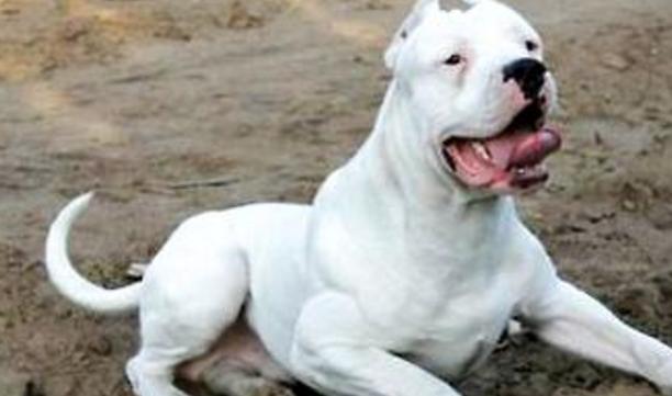 杜高猎犬之王,杜高主人宠物店