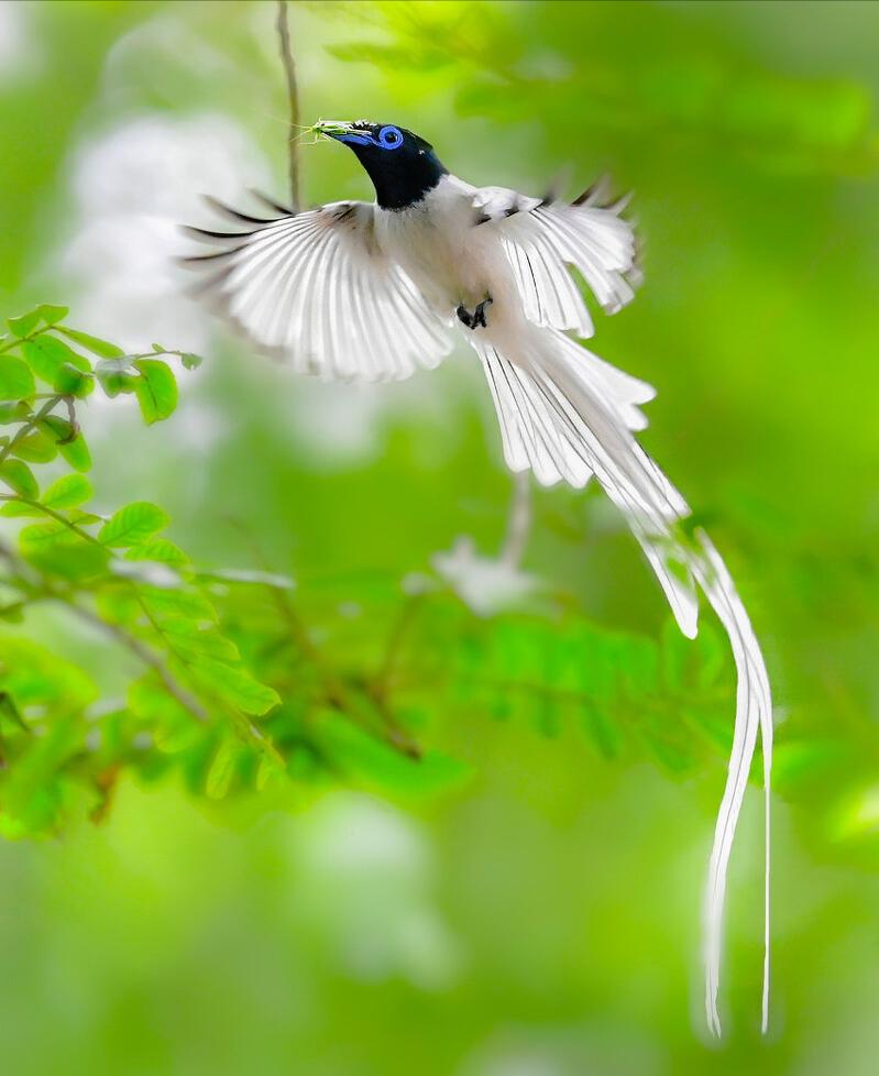 所有鸟图片大全大图,50张最佳鸟类摄影作品