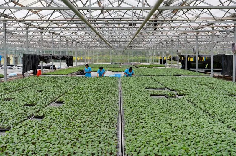 朱虹解读,朱虹讲述