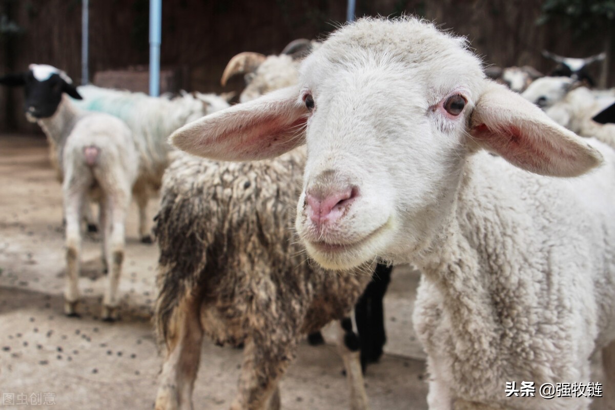 羊蹭墙是怎么回事,羊体内外寄生虫用什么驱虫药好