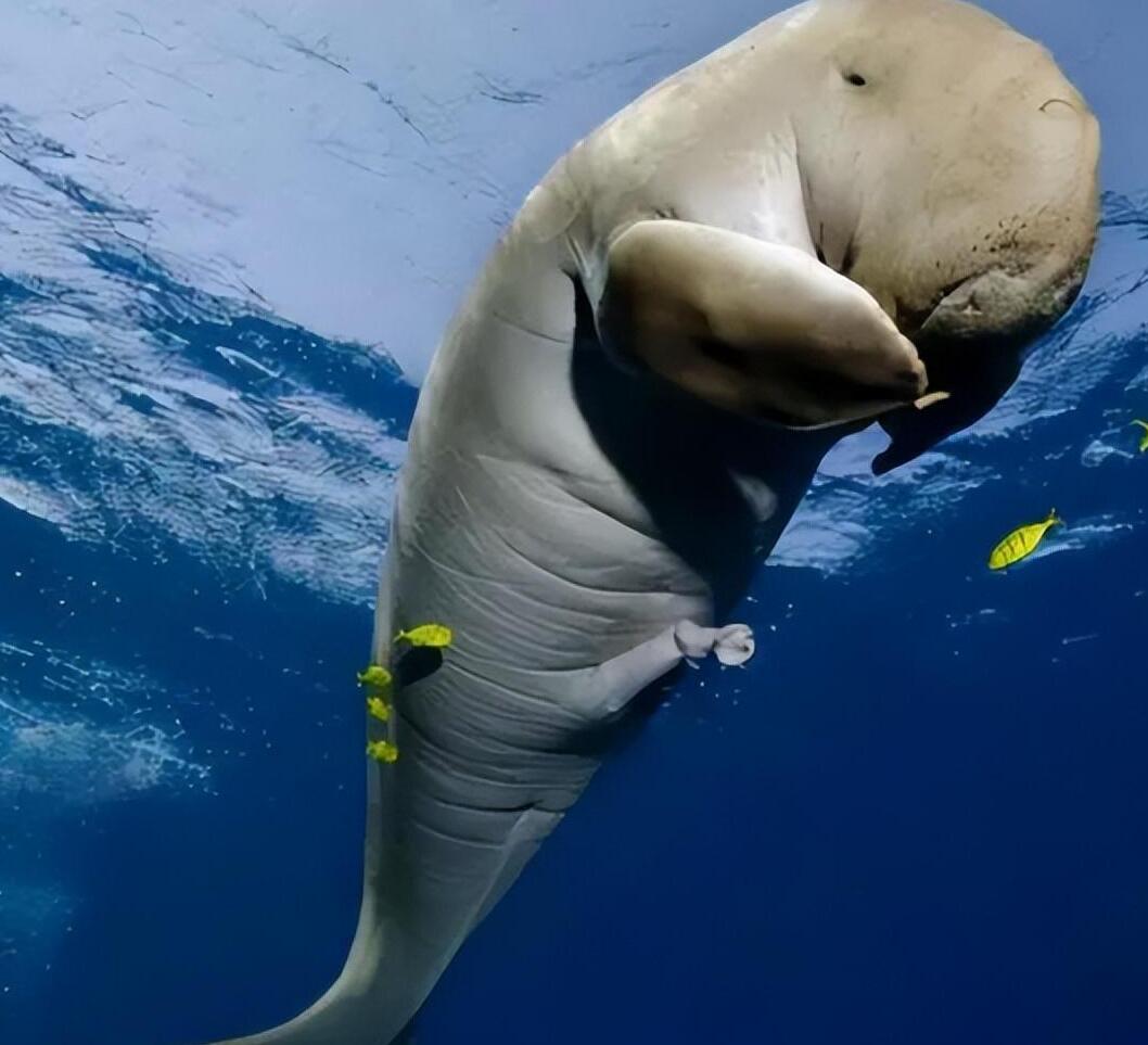 渔民一网捞1500多斤大黄鱼,渔民捞满一网鱼视频