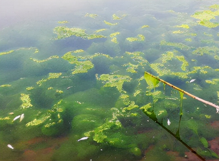 青苔已经发黑了要怎么拯救,请问有什么方法可以治青苔