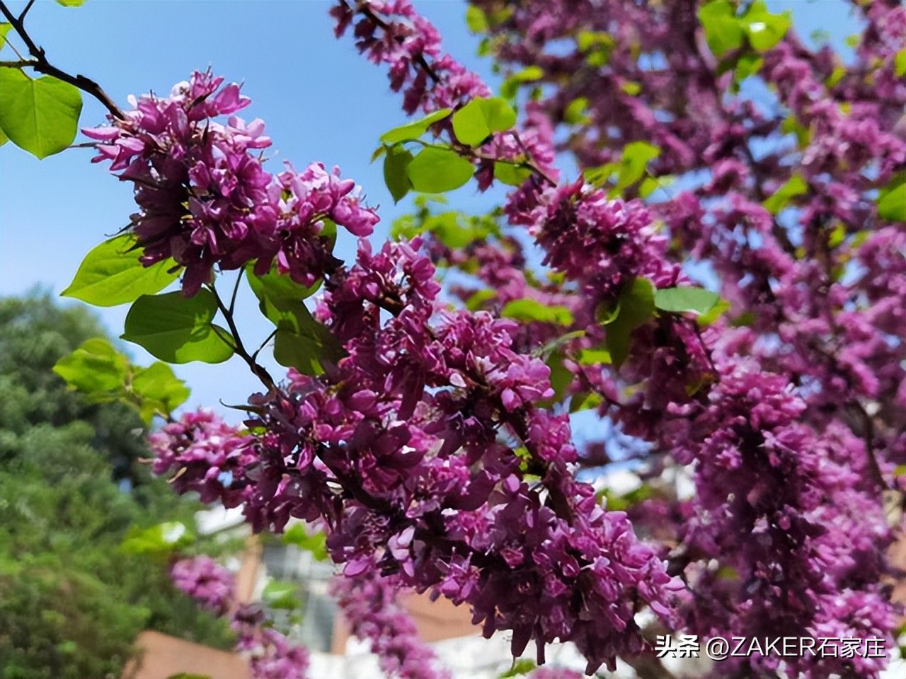 石家庄早新闻,早新闻完整内容