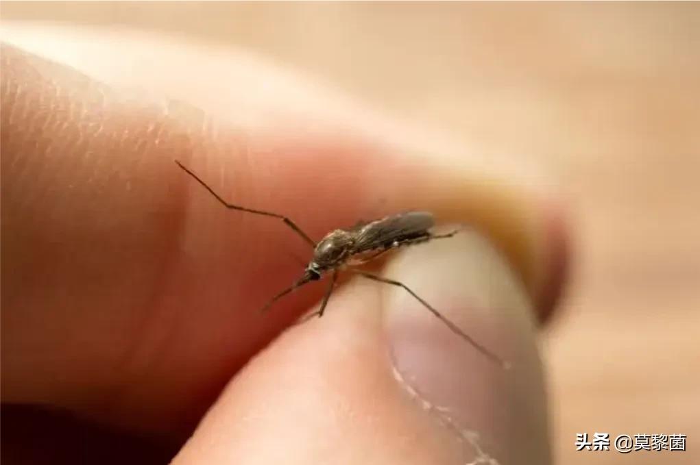 开空调为什么感觉不到有蚊子,蚊子怕冷吗开空调感觉没蚊子