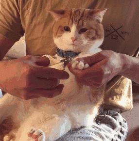 猫咪日常护理常识,猫咪护理需要哪些