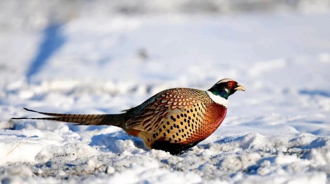 抓野鸡，他有高招！