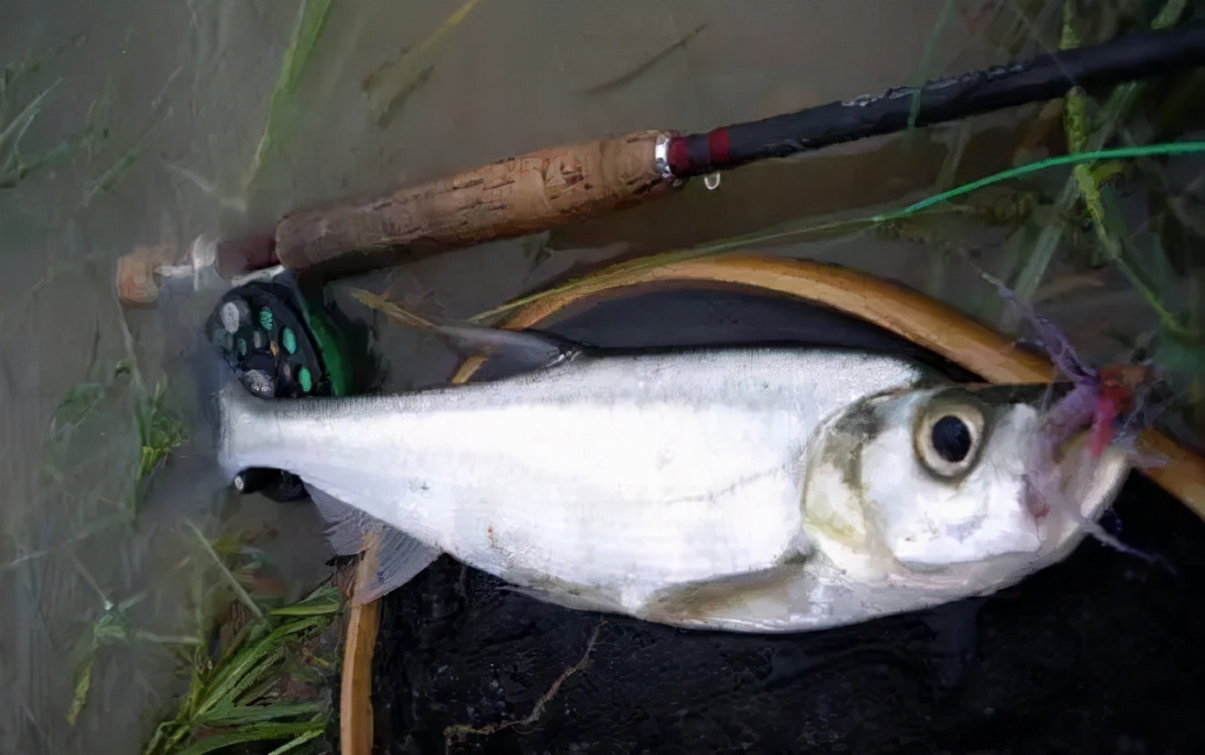 黄河里面都有哪些鱼种,黄河怎么野钓鱼