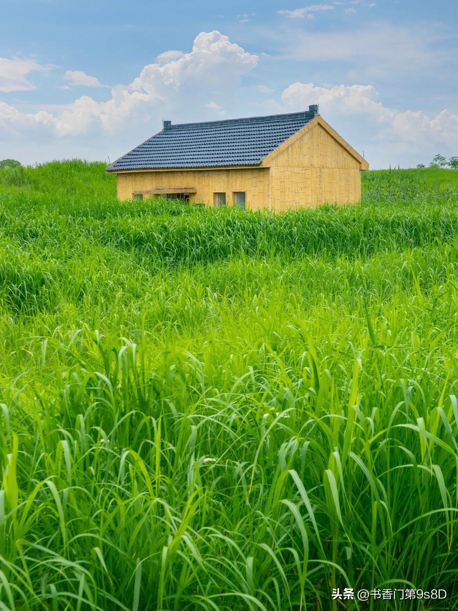 美丽的田野原唱,美丽的田野第32集