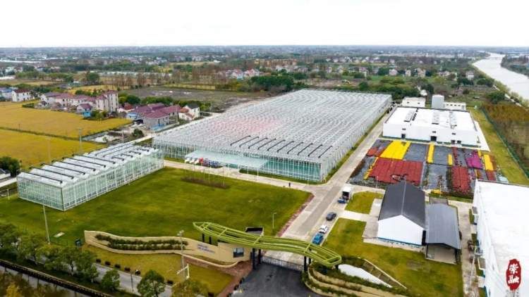 崇明花海,鲜花盛开的岛屿崇明岛