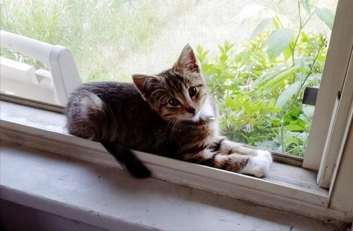 老人常说的招财猫,招财猫的寓意与风水禁忌