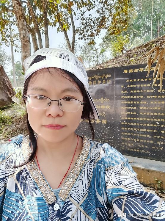 易武茶麻黑寨,易武麻黑古树茶特点