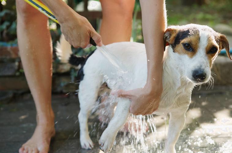 养狗省钱攻略：动手帮狗狗洗澡详细教程