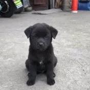 《狗王老笨的英雄路》2：七星犬自有天助，单耳立狗王大战群雄