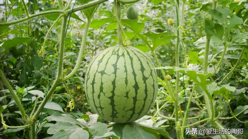 7月7号小暑，饮食有讲究，牢记：食2菜吃2瓜忌2样，补身体乐过夏