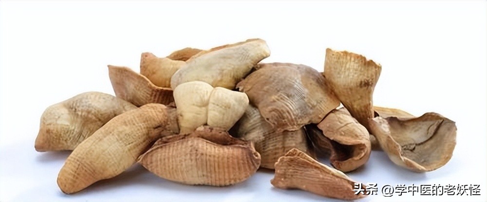 通经下乳之要药——穿山甲