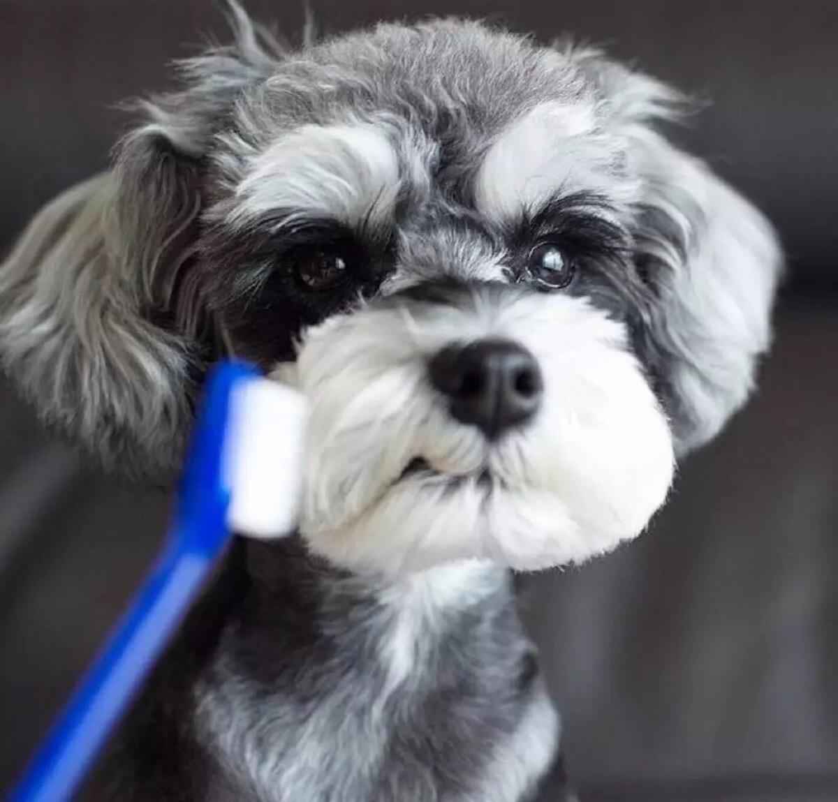 雪纳瑞有灵性的表现,雪纳瑞到底是个什么样的狗