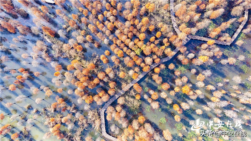 看“皖美”创新之变书时代奋进新篇