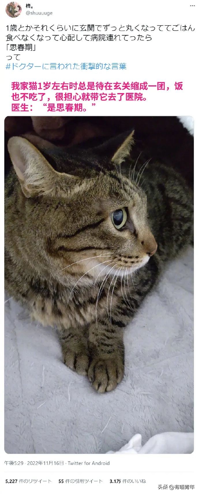 猫拉粑粑拉不出来不吃东西,猫老是叫还到处拉尿怎么办