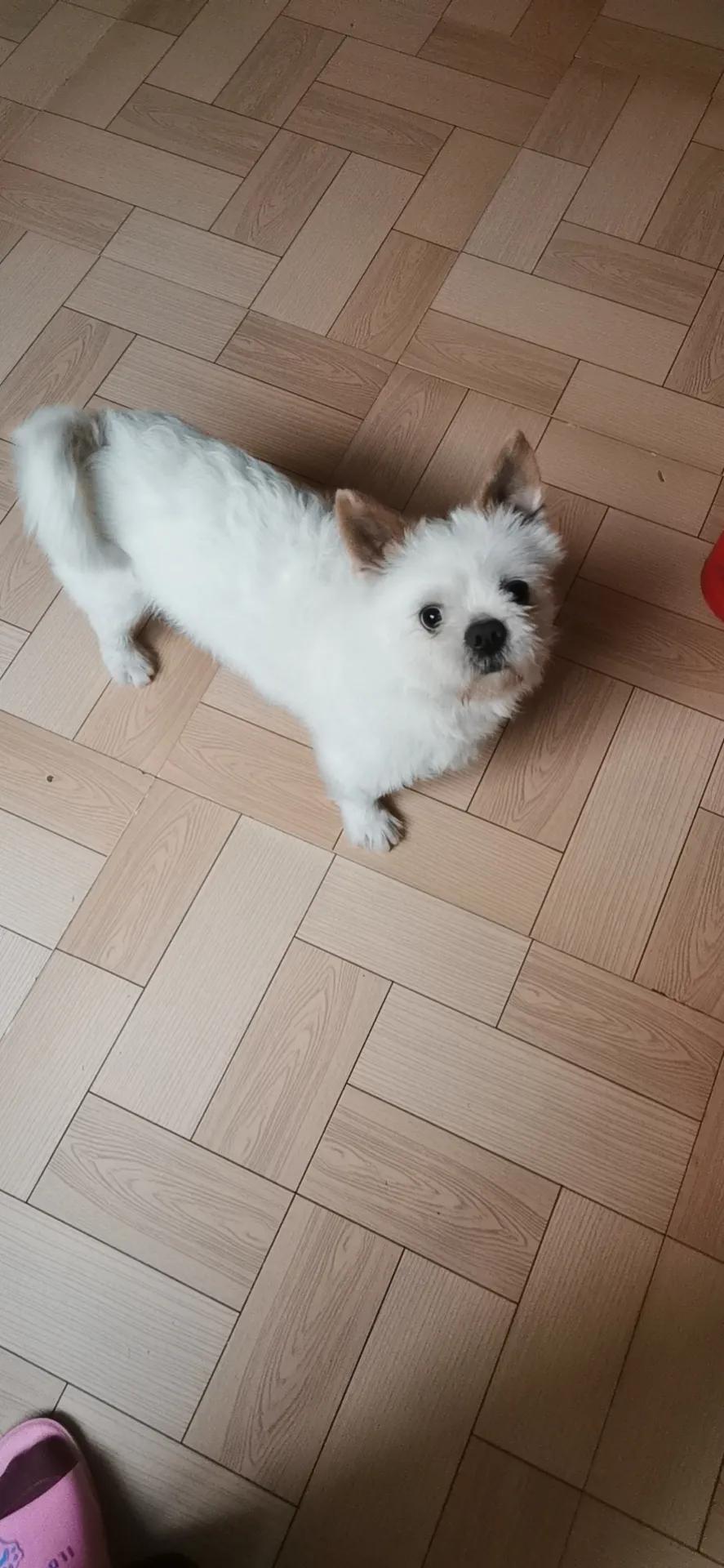 狗子送人狗还能要回来吗,狗子送人了怎么要回来比较合适