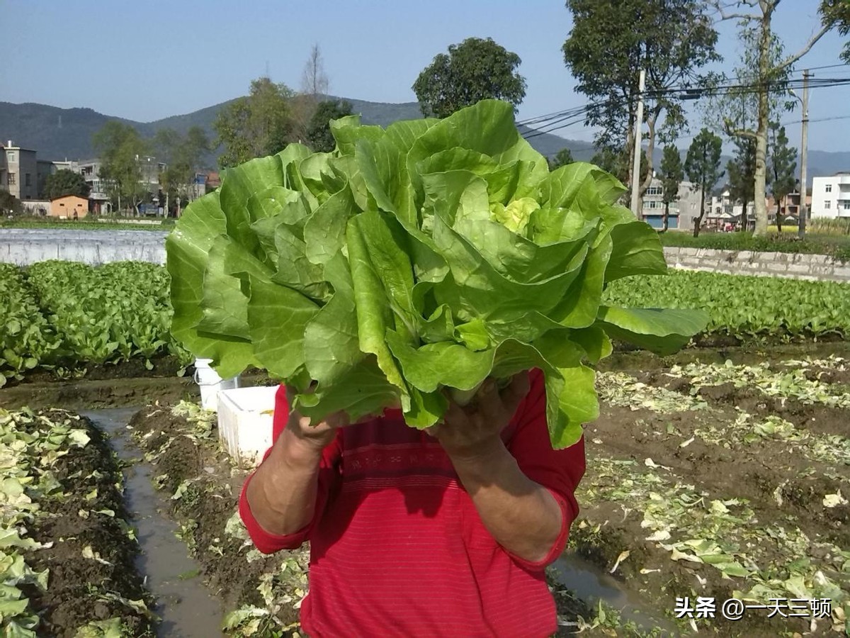 日本人一日三餐长寿菜,日本人每天必吃长寿菜是什么
