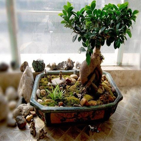 家有三树十宅九富是真的吗,家里有大树十有九富